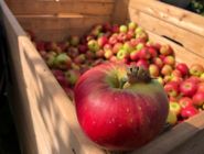 Bioäpfel vom Obsthof am Schlossbruch in Alzenau