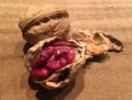 Rote Walnuss - Obsthof am Schlossbruch