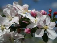 Apfelblüte - Obsthof am Schlossbruch - Biobetrieb in Alzenau