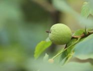 Walnuss am Baum - Obsthof am Schlossbruch