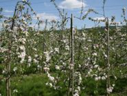 Apfelblüte Spalierobst - Obsthof am Schlossbruch in Alzenau