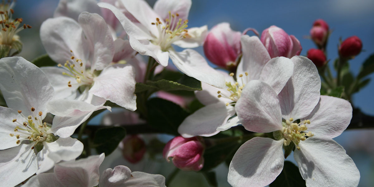 Obsthof am Schlossbruch - Bio Äpfel aus Alzenau - Apfelblüte